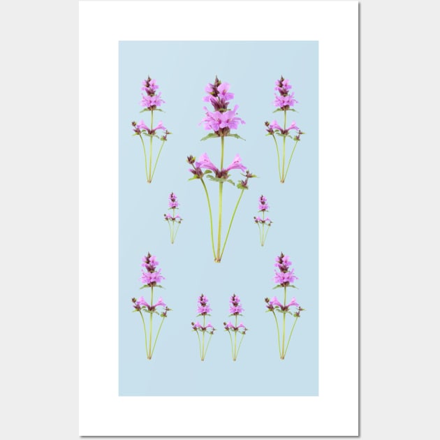 Stachys macrantha Big Betony Edit Wall Art by chrisburrows